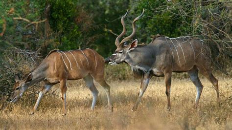 Kudus at the Hippo Pool | Explore