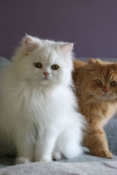 Persian Cat Doll Face Vs Flat Face - Pets Lovers