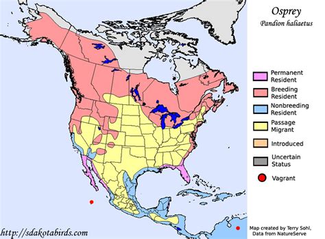 Osprey - Species Range Map