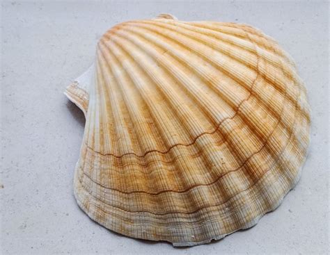 Giant Scallop shell, Scallop shells, Genuine seashells, Craft supplies ...