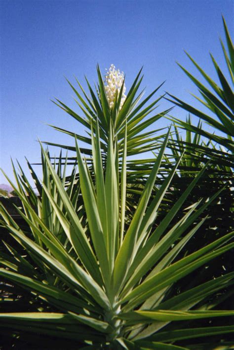 Flor de Izote by ForgottenPriestess on DeviantArt