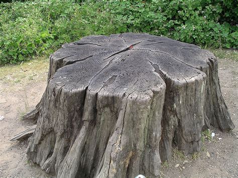 Tree stump - Wikipedia