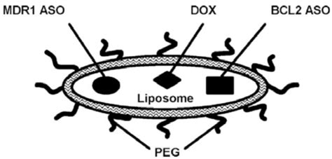 Scheme (1). A complex liposomal drug delivery system. The system ...