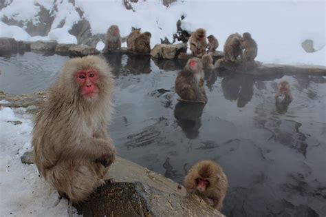 Visiting the Snow Monkeys in Japan | Ministry of Villas