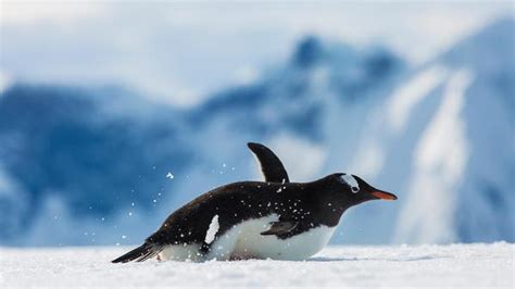 Antarctica Cruises & Tours in 2025 - G Adventures