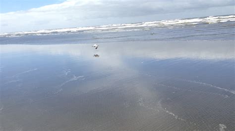 Grays Harbor Beaches