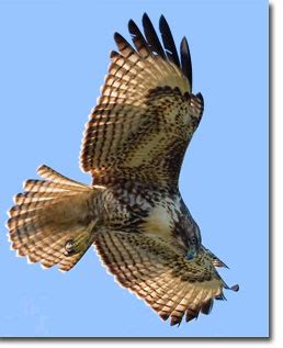 Red-tailed Hawk