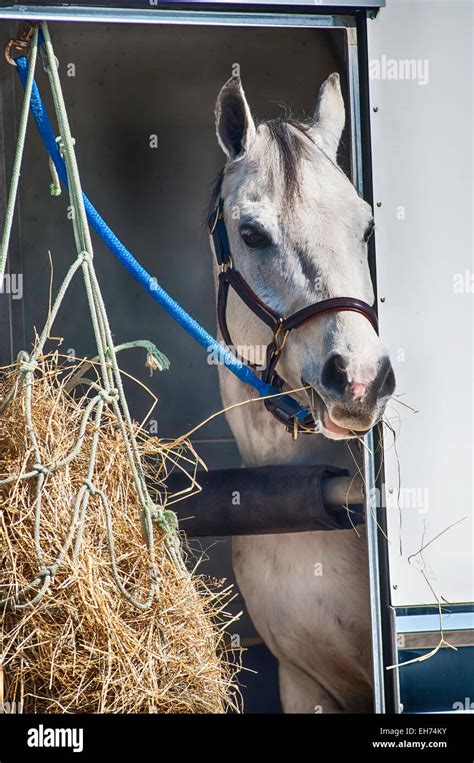 Horse show competition Stock Photo - Alamy