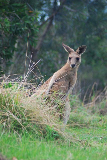 Eastern grey kangaroo, Yuraygir National Park_081208 | Australian ...