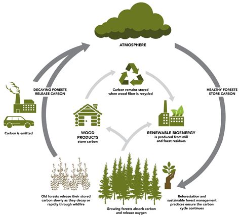 Democracy In Forest Management: Why Are Stakeholders the Key to Forest ...