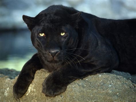 big cats | Fascinating Animals