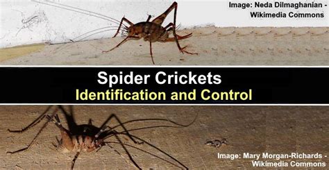 Spider Crickets: Identification And Control (with Pictures), 46% OFF