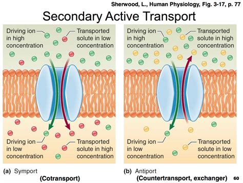 Active Transport Diagram