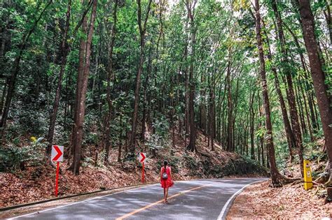 Bohol Man-Made Forest - a UNIQUE experience - Daily Travel Pill