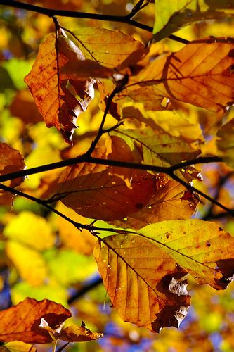 'Birch leaves' free photo - CopyrightFreePhotos.com (all photos ...