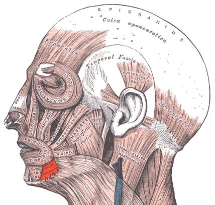 Depressor anguli oris muscle - Wikipedia