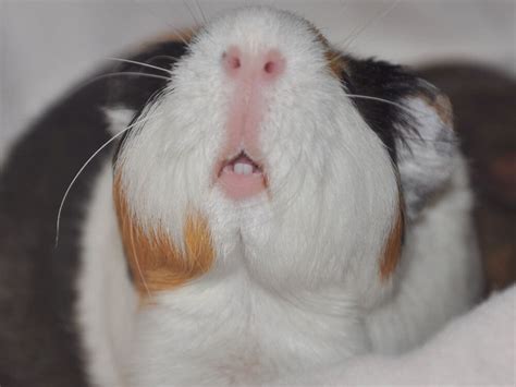 20 Amazing Facts about Guinea Pigs | UK Pets