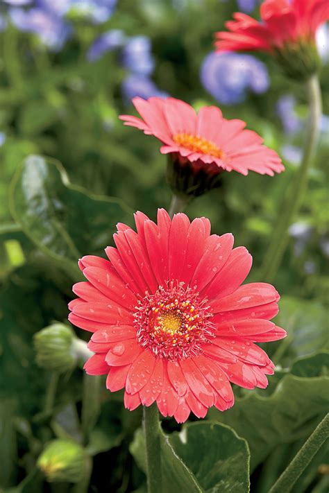 Spring Blooming Perennials and Annuals | Spring perennials, Gerbera daisy, Perennials