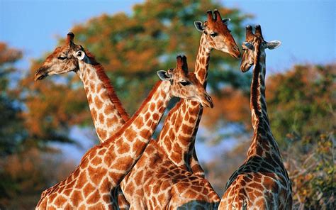 Wallpaper family, giraffe, spotted colors, animals, large 1920x1200 ...