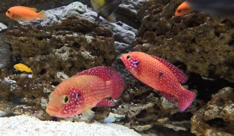 Jewel Cichlid: 7 Secrets to Thriving in Your Tank