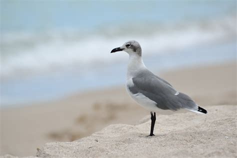 Bank of PhotoGraphics: Miami Beach: Seagulls