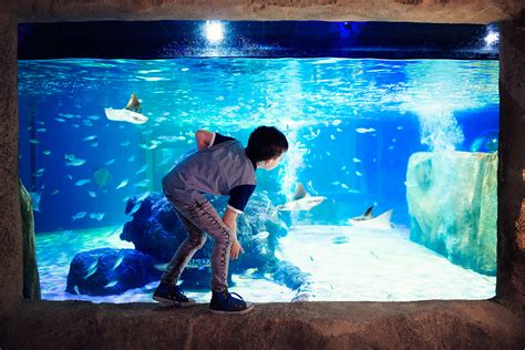 Local Blackpool Aquarium | SEA LIFE Blackpool