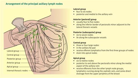 Lymph nodes in breast - saloskins