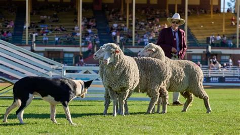 Ekka Animals: 10,000 Reasons to Visit the Royal Show