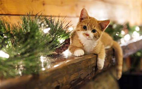 Christmas Cats Desktop Wallpapers - Wallpaper Cave