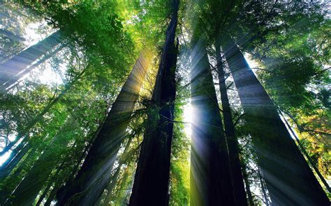 Redwoods Backgrounds And Wallpapers (65+ images)