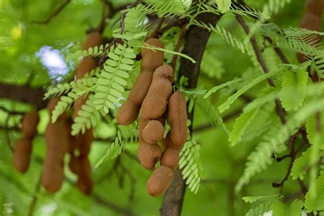 Plant a Tamarind Tree to Decorate Your Property (Part 1) | Garden lovers