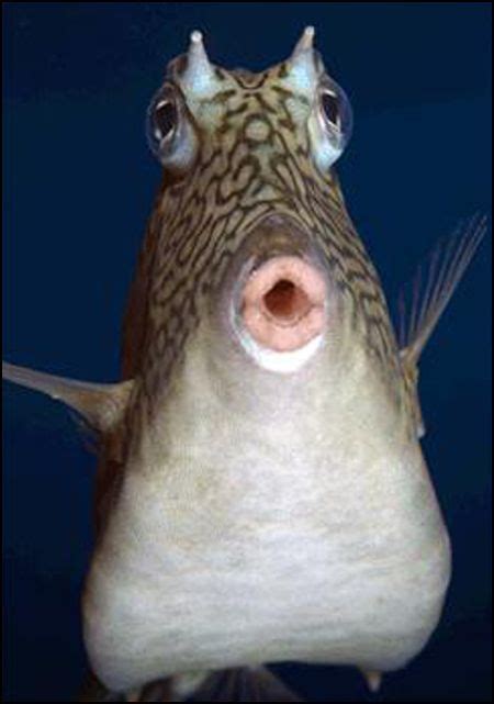 Curious, Funny Photos / Pictures: Fishes with human like expressions on ...