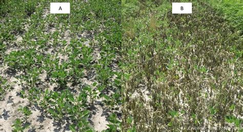 Options for Postemergence Common Ragweed Control in Enlist E3 Soybean | University of Maryland ...