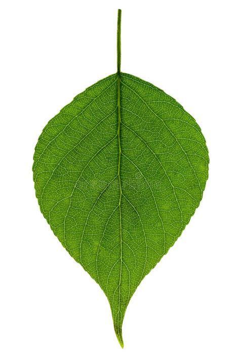 Single green leaf stock photo. Image of foliage, leaf - 24620898