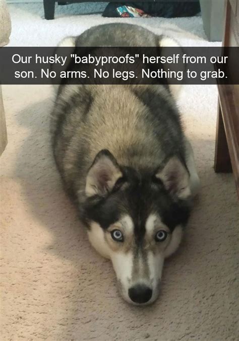 71 Of The Most Hilarious Posts About Huskies Ever | Bored Panda