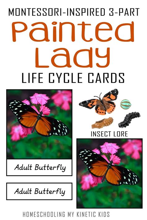 Painted Lady Butterfly Life Cycle 3-Part Cards