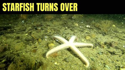 Starfish Turning Over | Salish Sea Marine Wildlife - YouTube