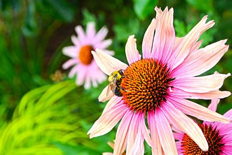 Best Pollinator Plants for Gardening