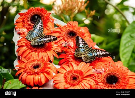 Have two antennae hi-res stock photography and images - Alamy