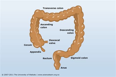 Large intestine function — Science Learning Hub