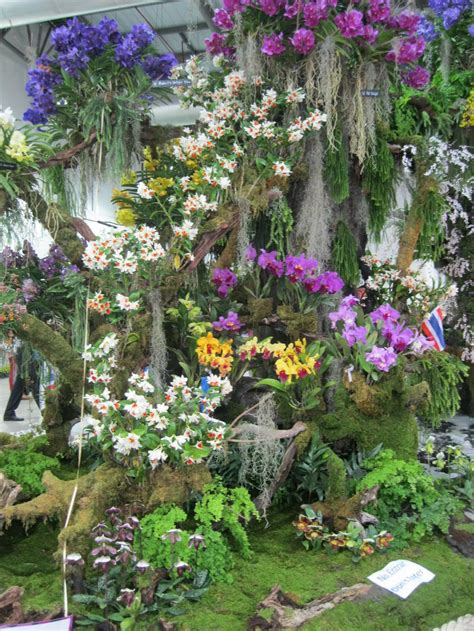 Orchids: Plant enthusiasts gather for World Orchid Conference | Garden | journalnow.com