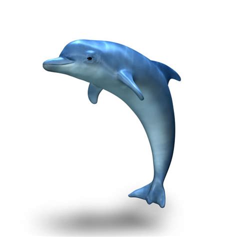 Dolphin 3D model | CGTrader