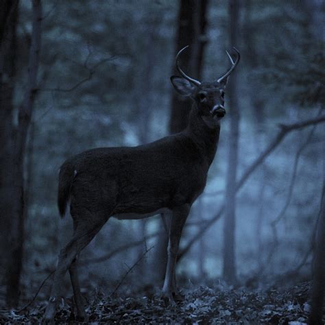 The Dark Forest by Juan Osorio, via 500px | Animals wild, Animal totems, Dark forest