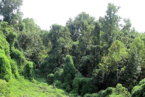 Homestead Stories: The Kudzu Monster Plant and Other Invasive Species ...