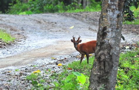 Bird Watching in Japan & Asia: Wildlife in Bhutan, August 2011