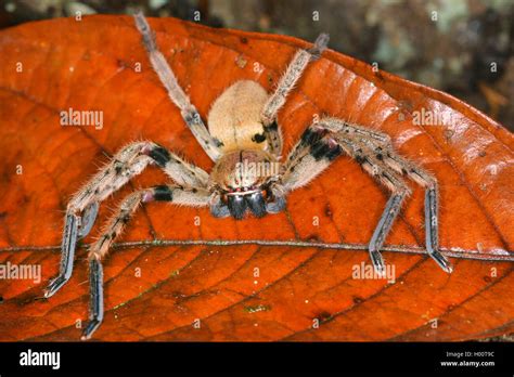 Giant crab spider, Huntsman spider (Sparassidae), sits on a withered leaf, Costa Rica Stock ...