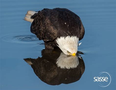 Bald Eagles and Their Local Habitat - Hancock Wildlife Foundation