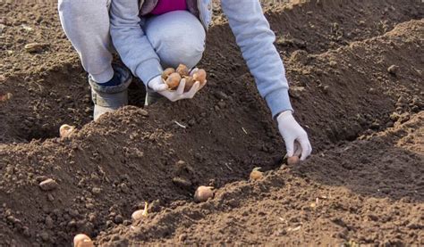 Unlocking the Secrets of Optimal Fertilizer Requirements for Potato Crop