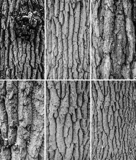 Oak tree bark stock image. Image of forest, tree, nature - 53719789