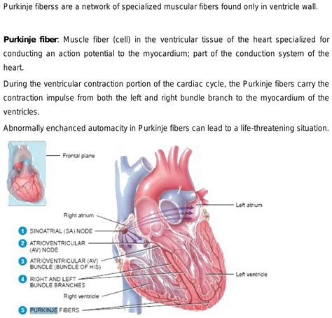 why purkinje fibres called heart of heart.? and what will happen if it become partially non ...